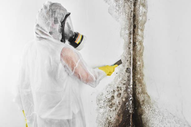 Best Black Mold Removal  in Nixa, MO