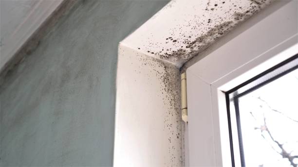 Best Mold Cleaning Services  in Nixa, MO