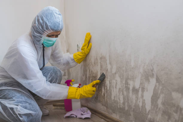 Best Professional Mold Removal  in Nixa, MO