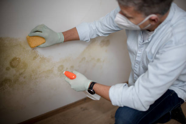 Professional Mold Removal in Nixa, MO