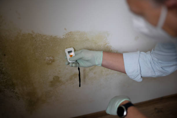 Best Residential Mold Removal  in Nixa, MO