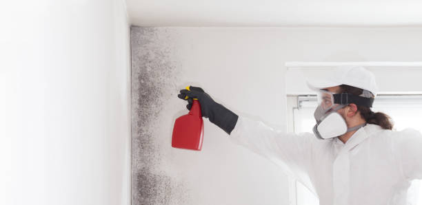 Best Office Mold Removal Services  in Nixa, MO